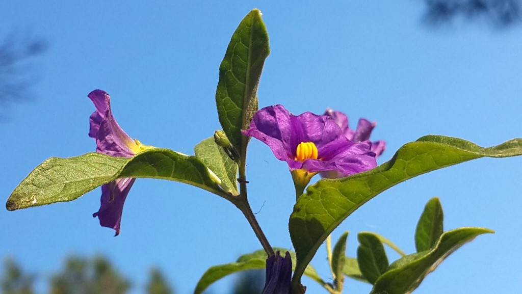 11181903_10153210763193895_2023010560_o