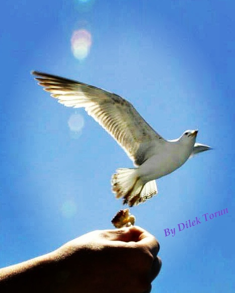 Dilek Torun Özgürlük